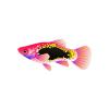 Platys