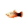 Southern Platy