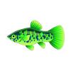 Tropical Rainforest Platy