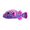 Cerise-Finned Scribbled Arothron