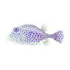Plum Trunkfish
