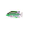 Leafsplotch Rabbitfish
