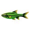 Green Striped Rasbora