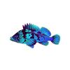 Navy Rockfish