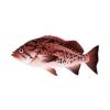 Red Rockfish