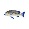 Blue Lined Sweetlips