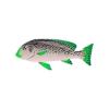 Emerald Lined Sweetlips