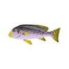 Golden Lined Sweetlips