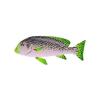 Green Lined Sweetlips
