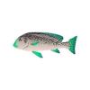 Malachite Lined Sweetlips