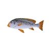 Orange Lined Sweetlips