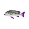 Purple Lined Sweetlips