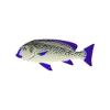 Violet Lined Sweetlips
