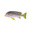 Yellow Lined Sweetlips