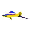 Swordtails