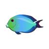 Aster Twospot Surgeonfish
