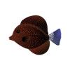 Orange Gem Tang