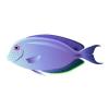 Purple Tang