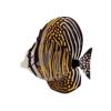 Sailfin Tang