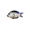 Sohal Surgeonfish