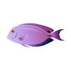Tang (Purple)