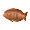 Tangerine Doctorfish