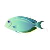 Teal Tang
