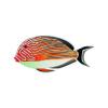 Vermilion Lined Surgeonfish