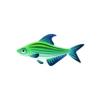 Accordion Tetra
