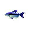 Blueback Tetra