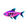 Bubblegum Tetra