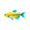 Lemon Zest Tetra