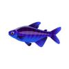 Oceanspray Tetra