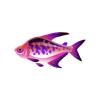 Oilspill Tetra
