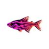 Pink Wave Tetra