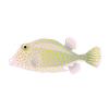 Trunkfish