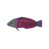 Auburn Wrasse