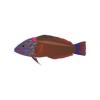 Copper Wrasse