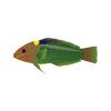 Marble Wrasse
