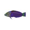 Plum Wrasse