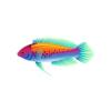 Orangeback Fairy Wrasse