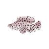 Panther Grouper