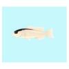 Creamy Dottyback