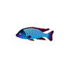 Purplefin Hap