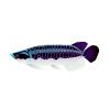 Free Spin Fish