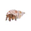Caribbean Hermit Crab