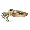Zebra Cuttlefish