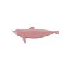 Amazon River Dolphin