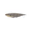 Electric Eel
