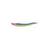 Rainbow Moray Eel